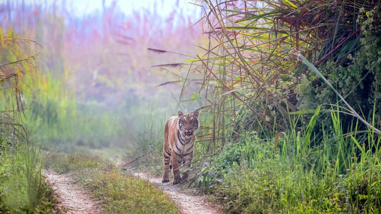 Park Safari Resort Саураха Екстериор снимка